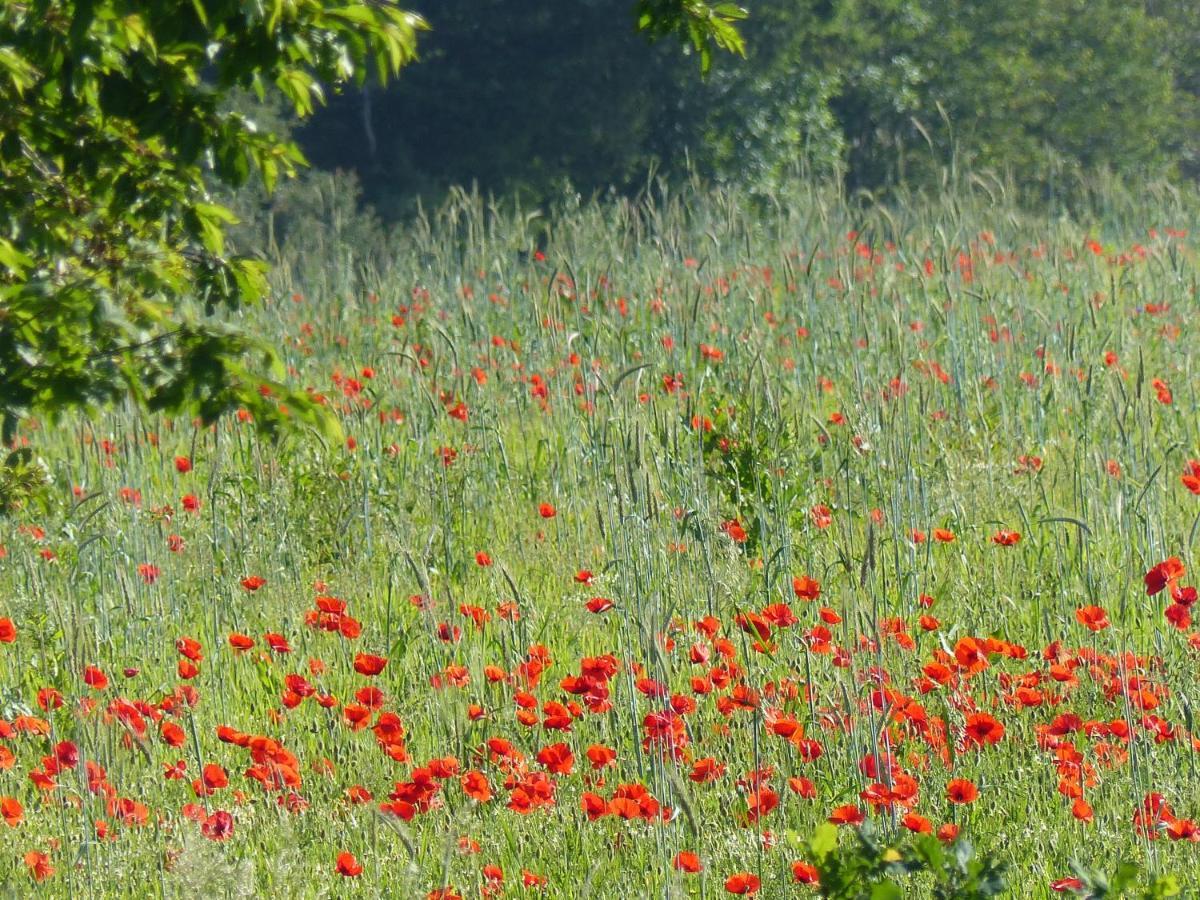 Au Ptit Coquelicot Vila Houyet Exterior foto